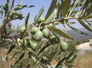 زیتون معمولی